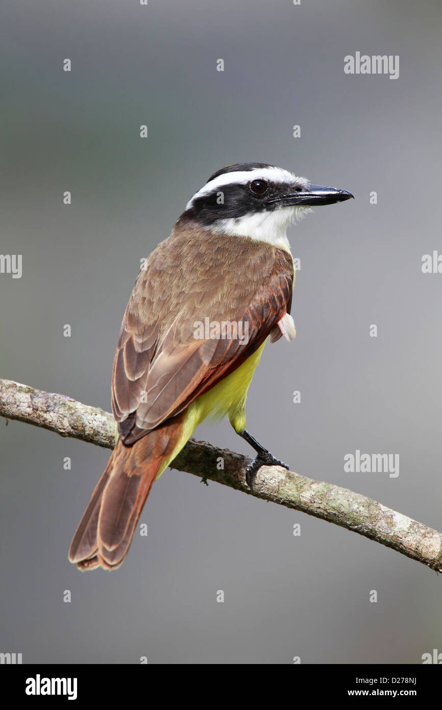 Primo piano di una grande Kiskadee in Sarapiqui, Costa Rica. Foto Stock