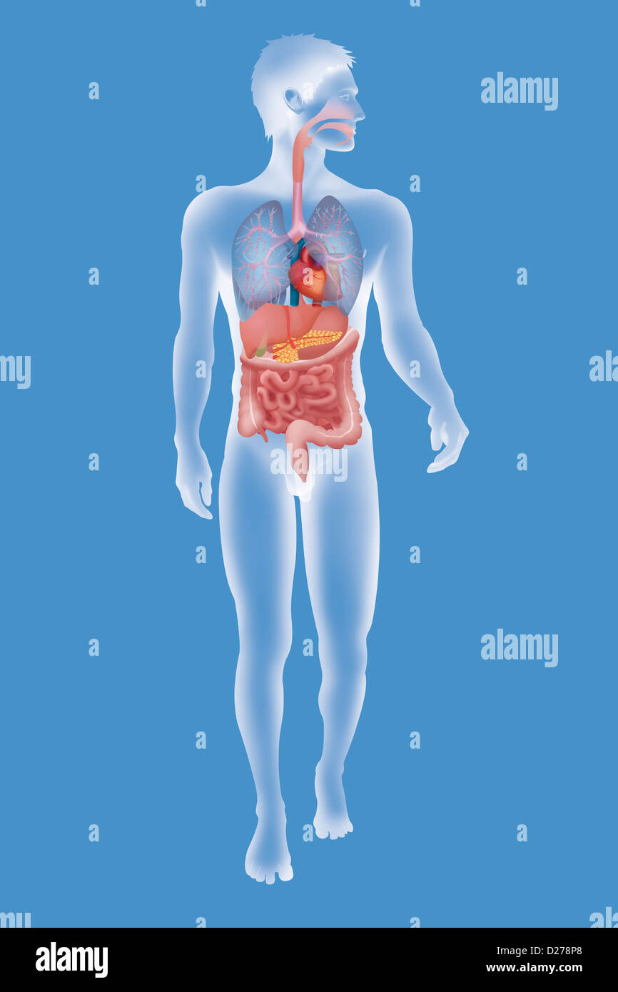 ANATOMIA, TRONCO Foto Stock