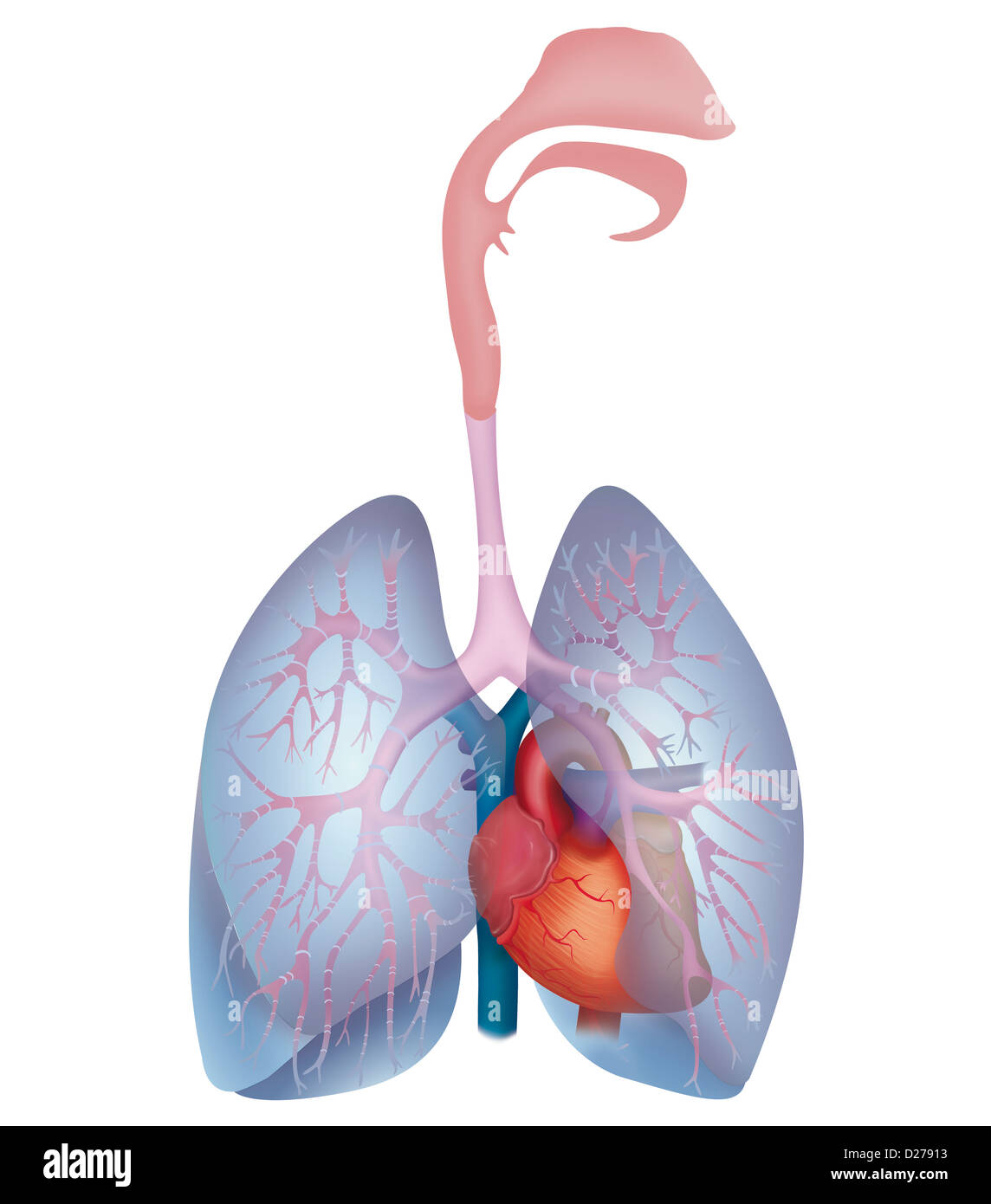 TORACE, ANATOMIA Foto Stock