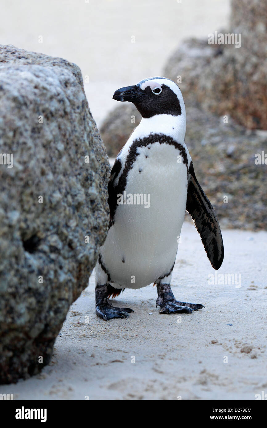 In pericolo di estinzione pinguino africano noto anche come Black-Footed e pinguini Jackass Penguin nella spiaggia di Boulder, Sud Africa. Foto Stock
