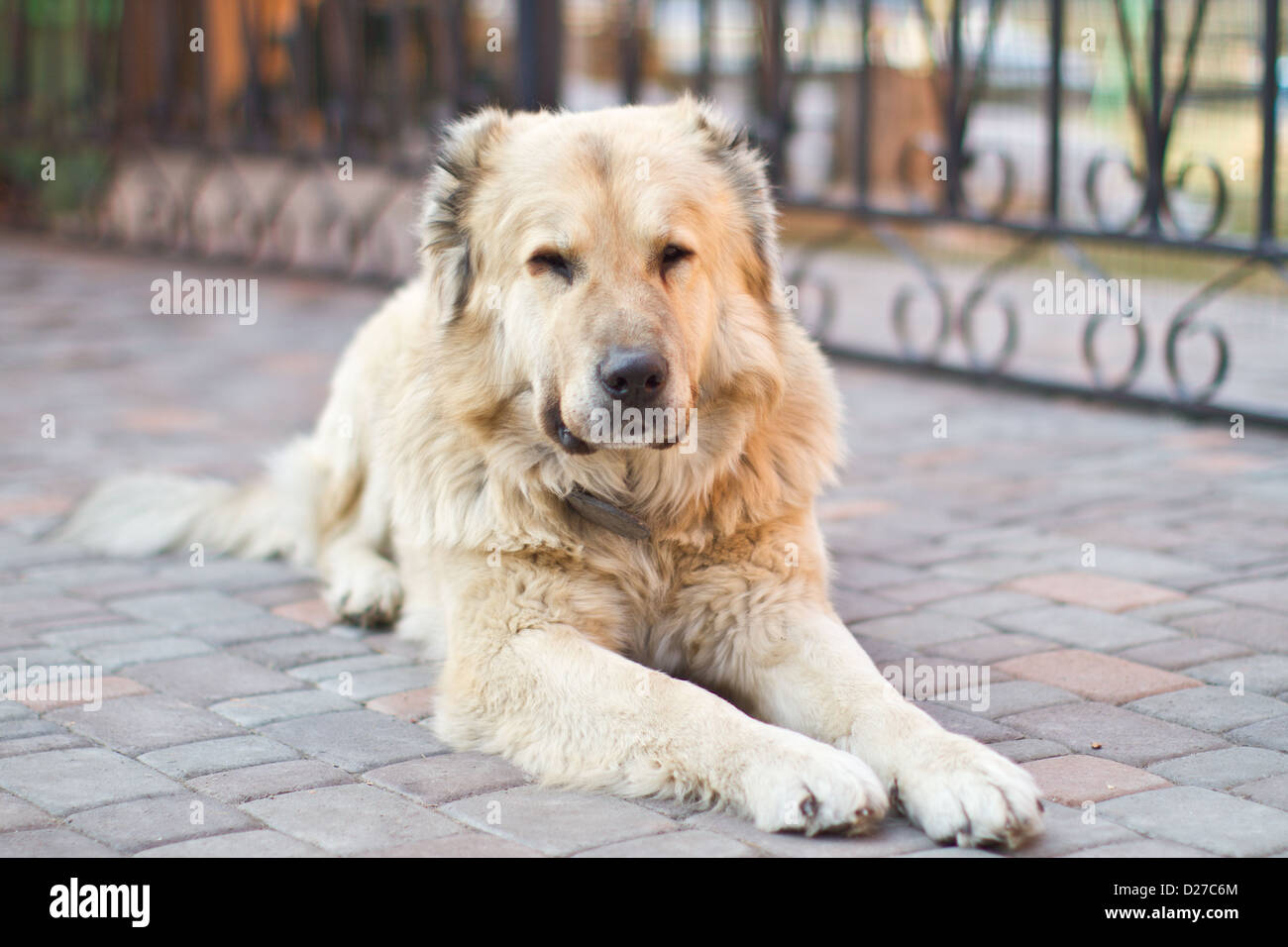 Ritratto di un grosso cane da guardia Foto Stock