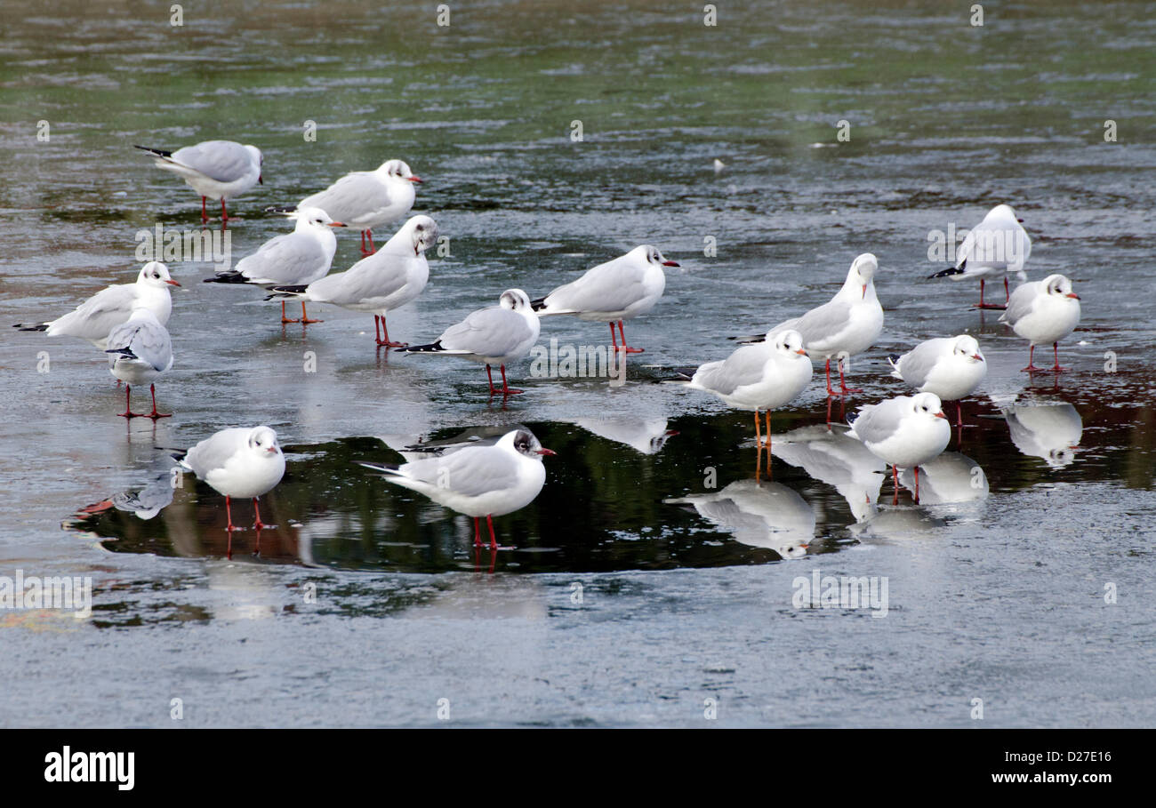 Black-Headed Gabbiani in piedi sul ghiaccio a un lago ghiacciato in inverno nel West Sussex, Regno Unito. Foto Stock