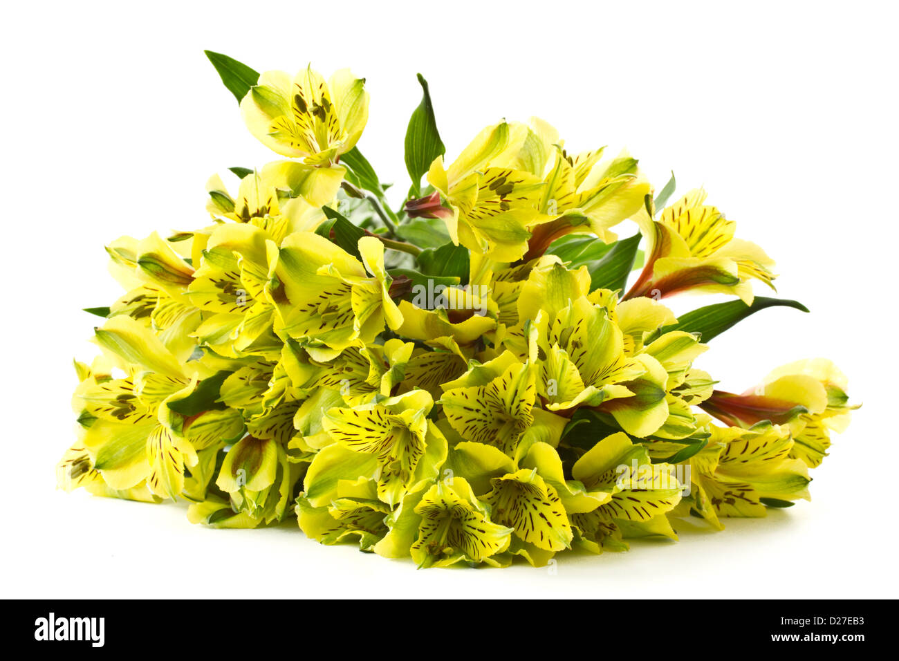 Alstroemeria e garofani rossi su sfondo bianco Foto Stock