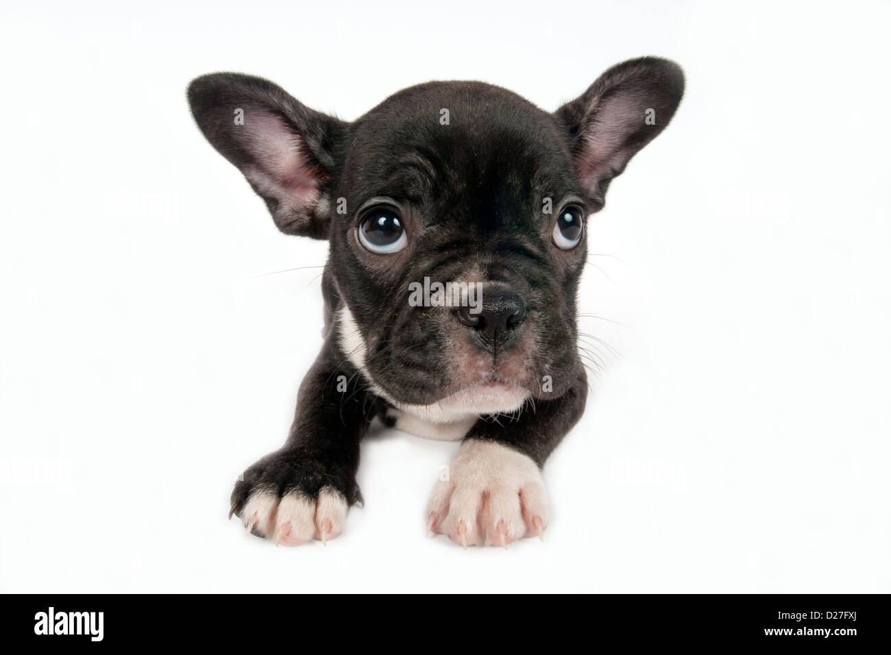 Bulldog francese cucciolo di fronte a uno sfondo bianco Foto Stock