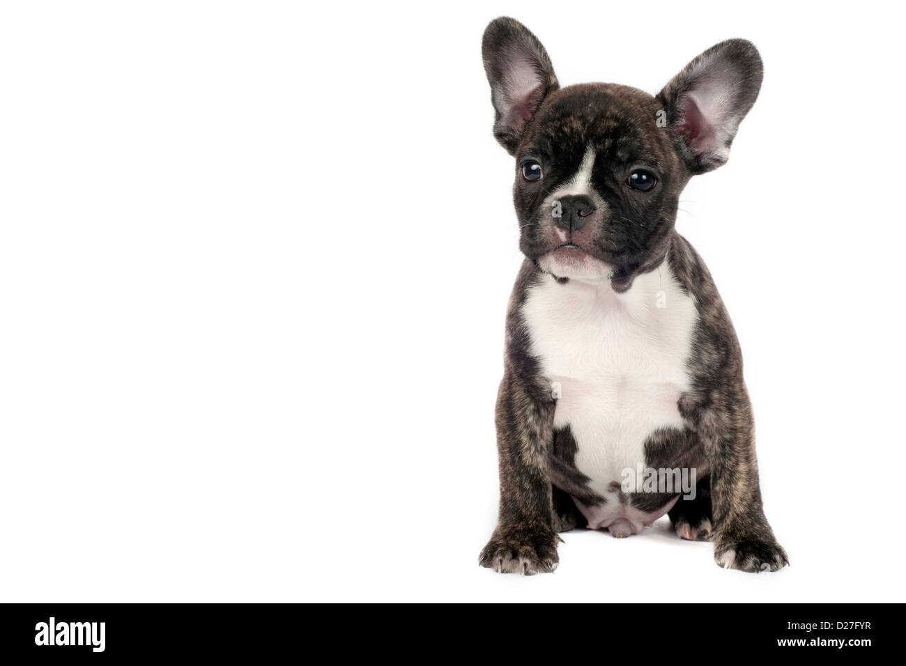 Bulldog francese cucciolo di fronte a uno sfondo bianco. Foto Stock