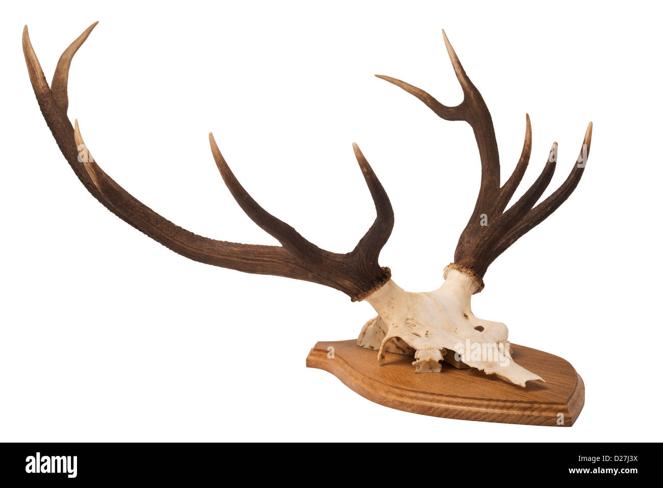 Scozzese, Red Deer stags' testa e corna; montato su di un legno di quercia scudo. Foto Stock