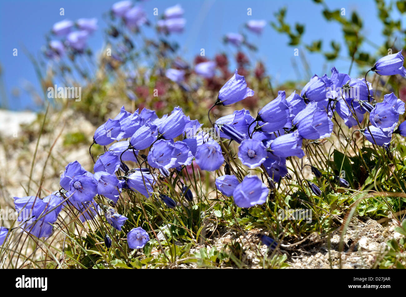 Fate' ditali (Campanula cochleariifolia anche Campanula cochlearifolia) nelle Alpi francesi a La Plagne Foto Stock
