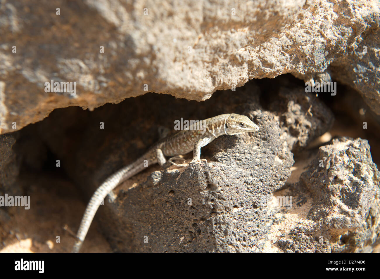 Atlantic Lizard Gallotia atlantica in rock schisi Foto Stock