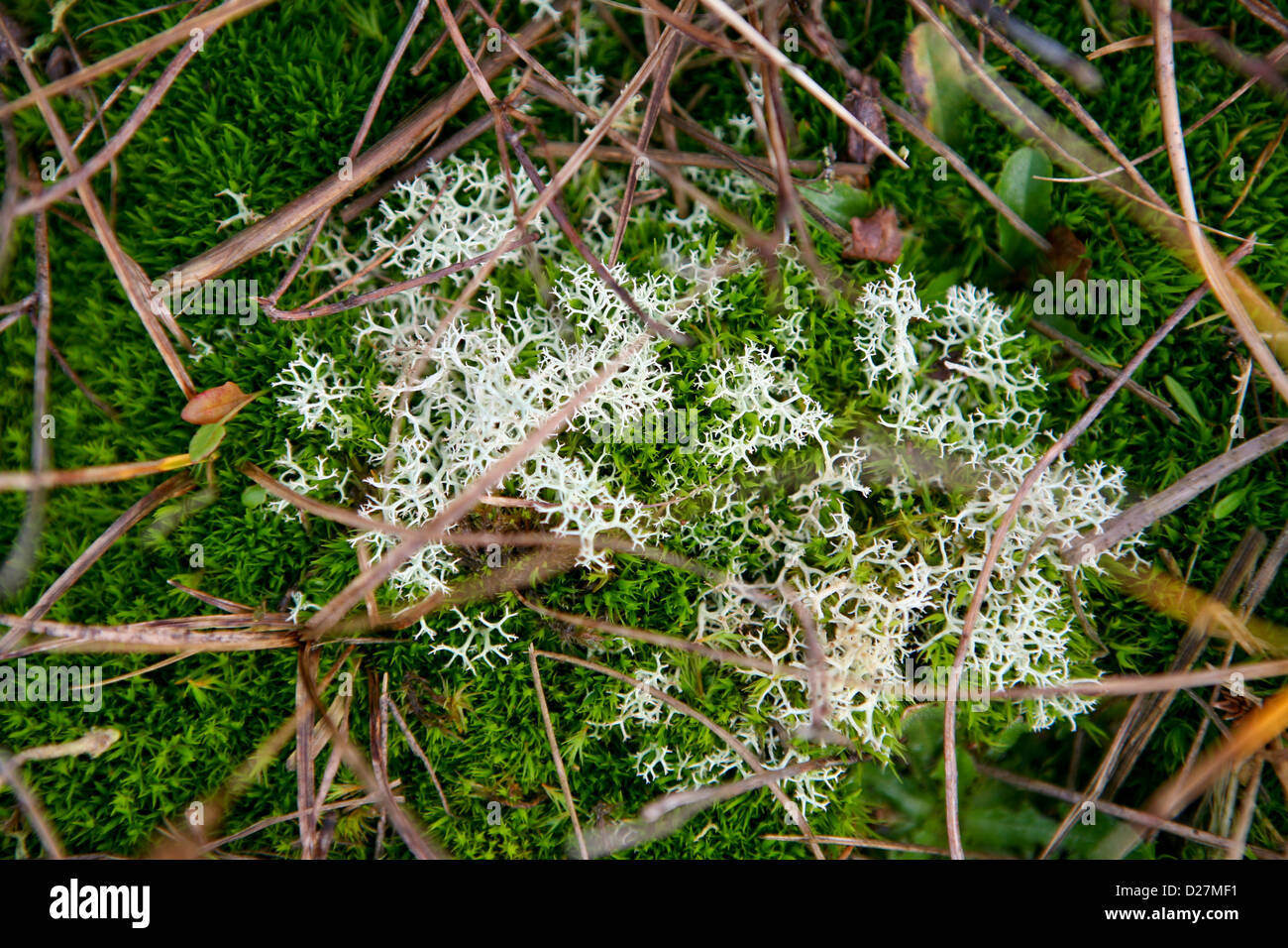 Lichene di renna (Cladonia portentosa) con cunei, erbe e muschio Foto Stock