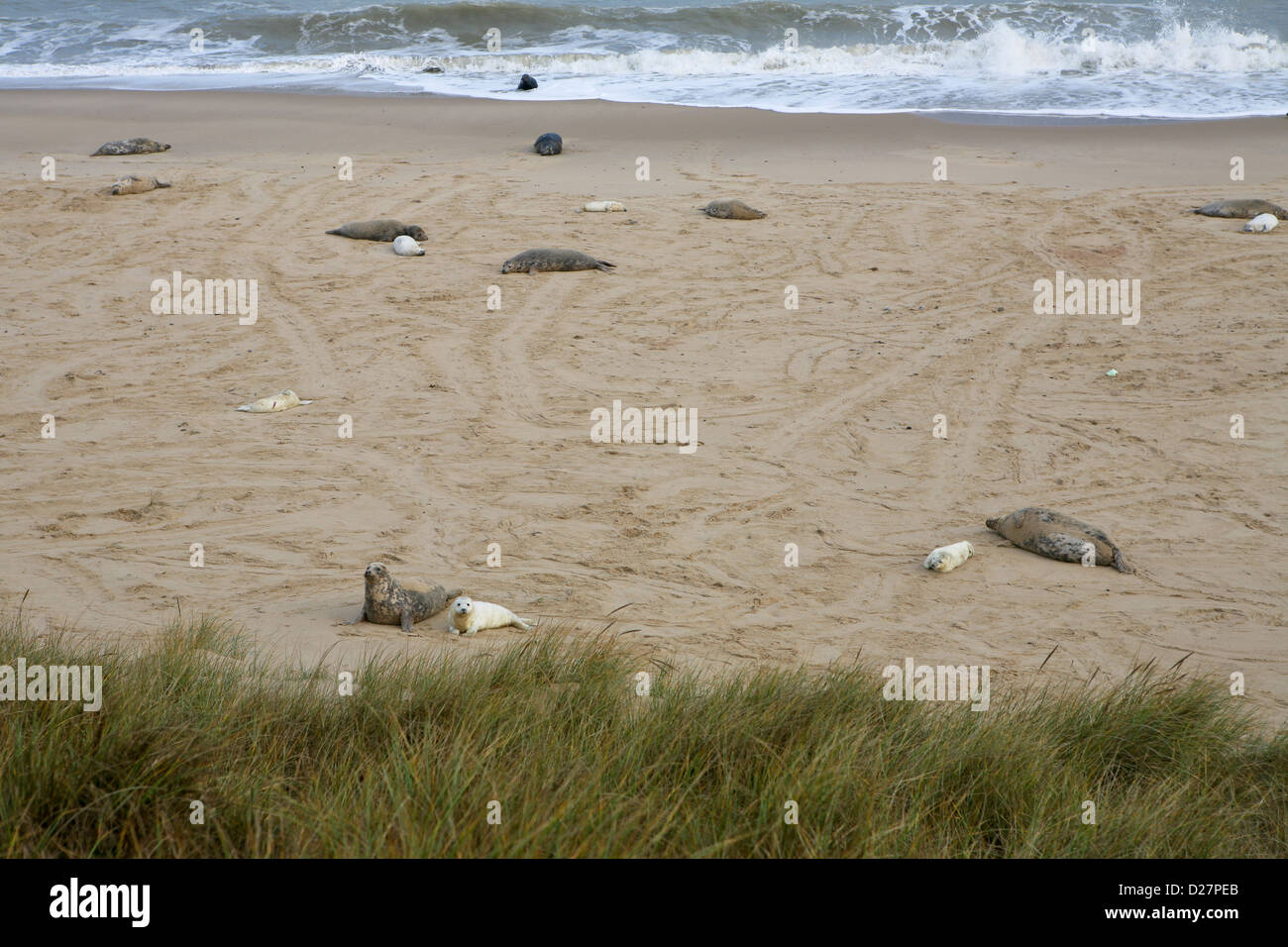 Spiaggia sul mare Palling, Norfolk, alla fine di novembre con le foche grigie e i loro cuccioli (Halichoerus grypus) Foto Stock