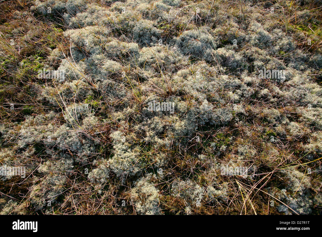 Lichene di renna con sedine, erbe e muschio (Cladonia portentosa) Foto Stock