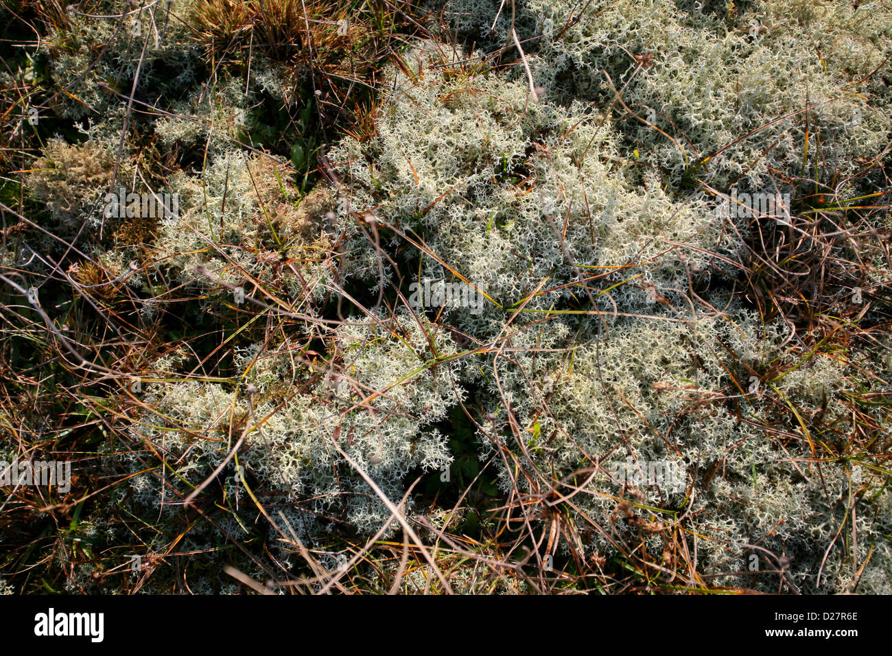 Lichene di renna (Cladonia portentosa) con cunei, erbe e muschio Foto Stock