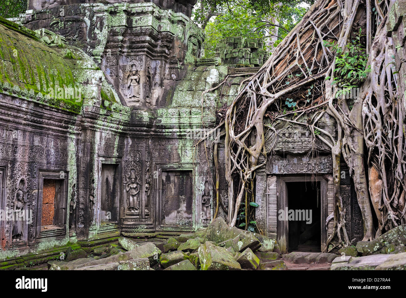 Angkor Wat, Cambogia - Strangler fig (Ficus sp.) albero radici sulle antiche Preah Khan Temple Foto Stock