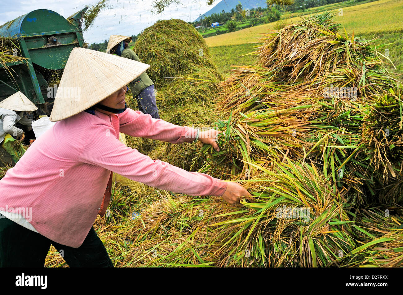 Vietnam, agricoltori che raccolgono riso, persone che coltivano vicino a Nha Trang Foto Stock