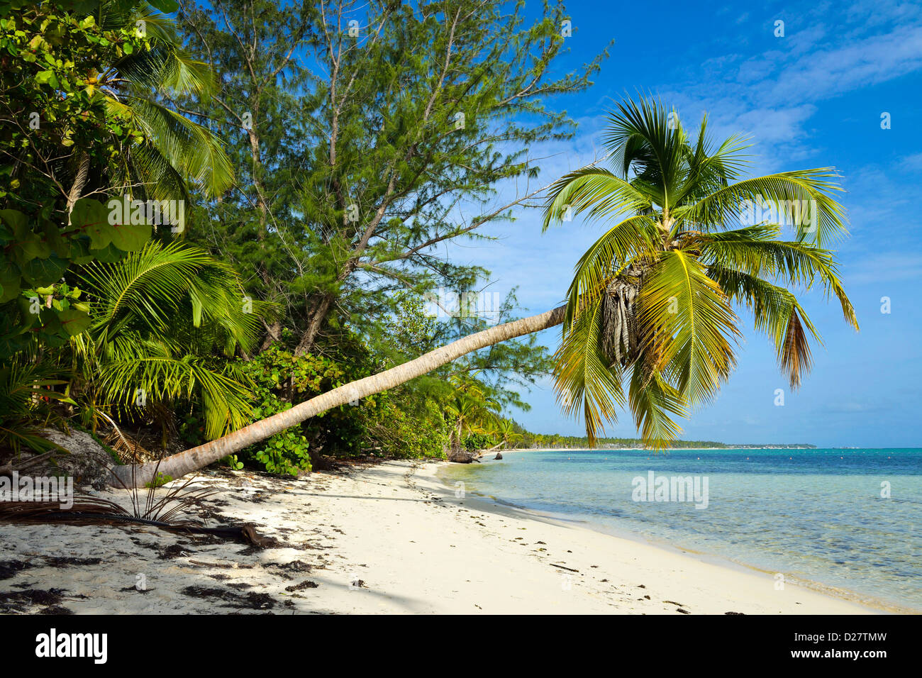 Spiaggia, isola tropicale, Repubblica Dominicana, Punta Cana, Caraibi con palme Foto Stock
