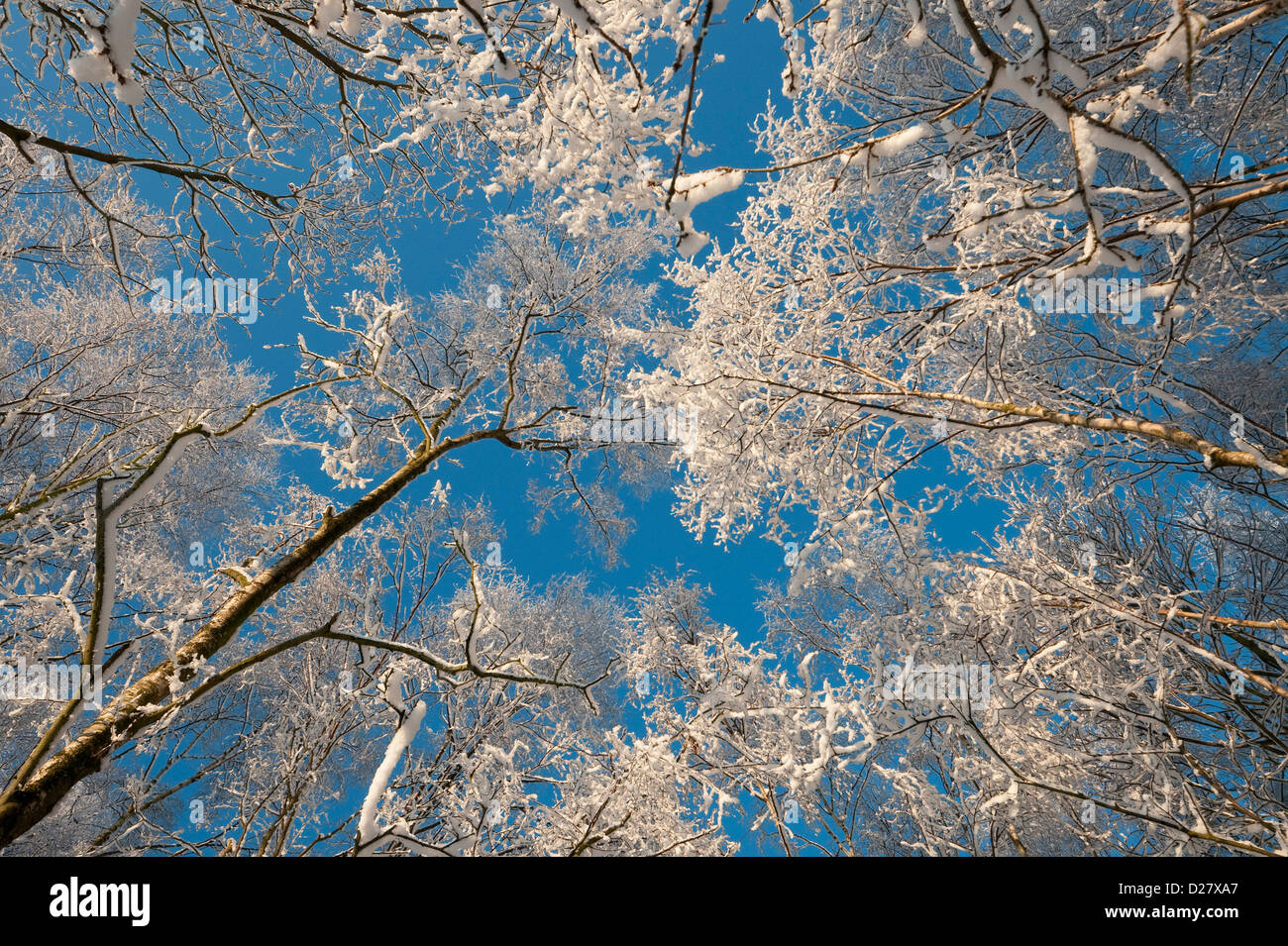 Coperta di neve alberi nel bosco invernale, Norfolk, Inghilterra Foto Stock