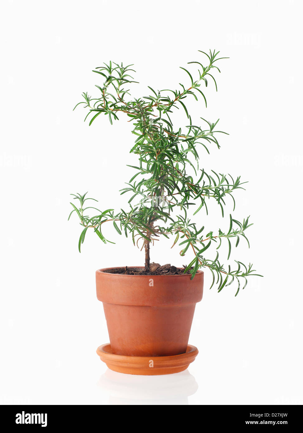 Il rosmarino Herb pianta in vaso di argilla su sfondo bianco Foto Stock