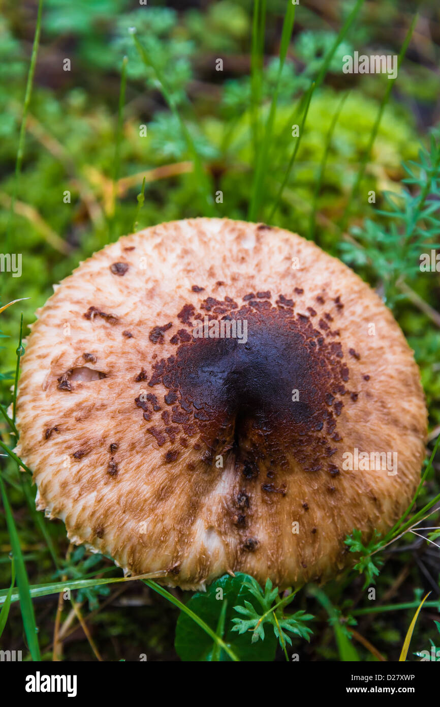 Piccolo fungo nei campi Foto Stock