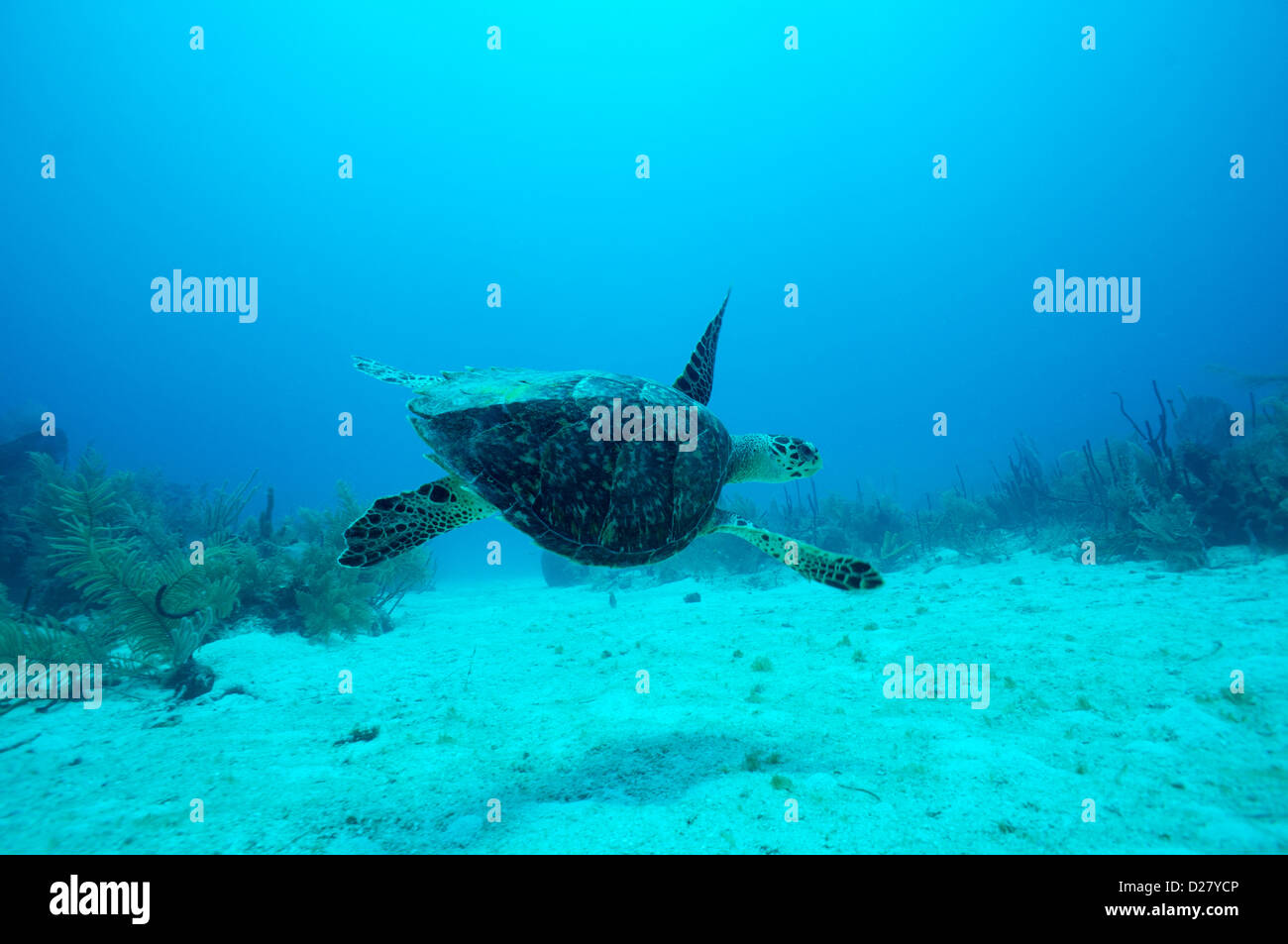 Tartaruga Caretta caretta subacquea, Bayahibe Repubblica Dominicana Foto Stock