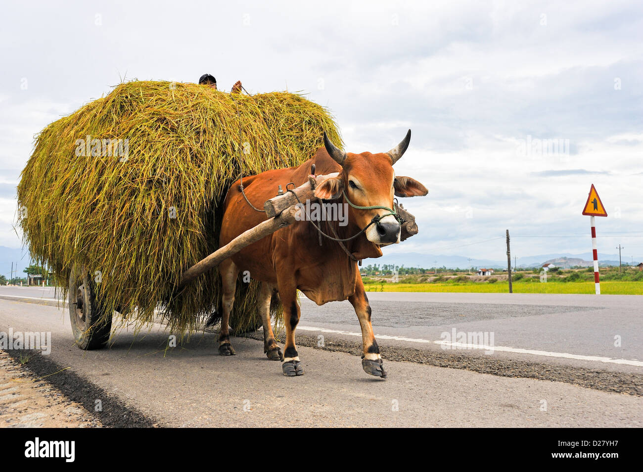 Ox tirando un carrello pieno di fieno / paglia su una strada vicino a Nha Trang, Vietnam Foto Stock