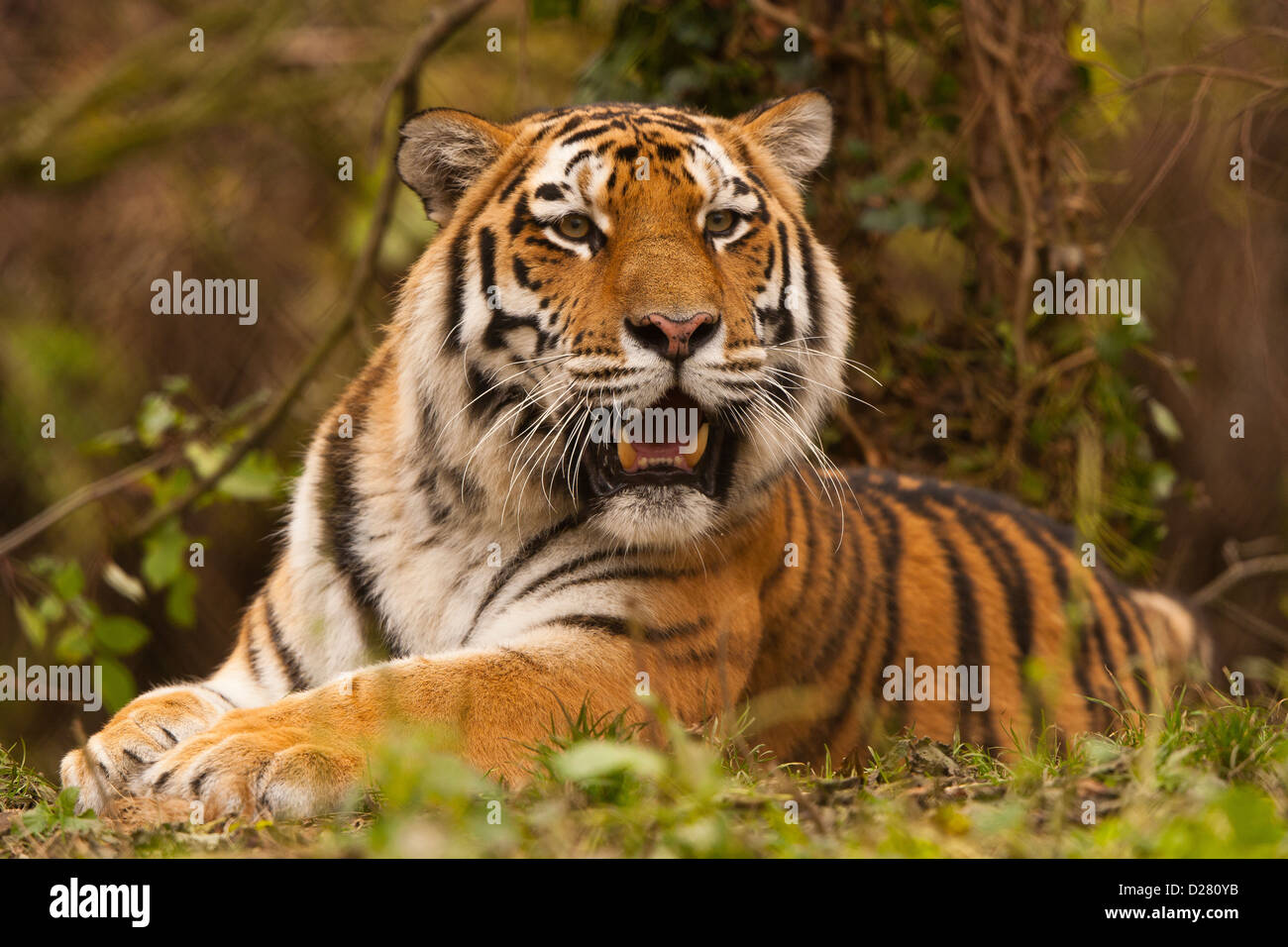 Siberian/tigre di Amur (Panthera Tigris Altaica) coricato nel sottobosco Foto Stock