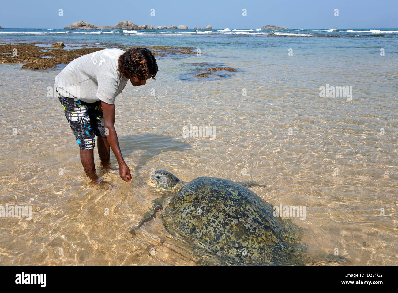 L'uomo gioca con una tartaruga di mare. Hikkaduwa beach. Sri Lanka Foto Stock