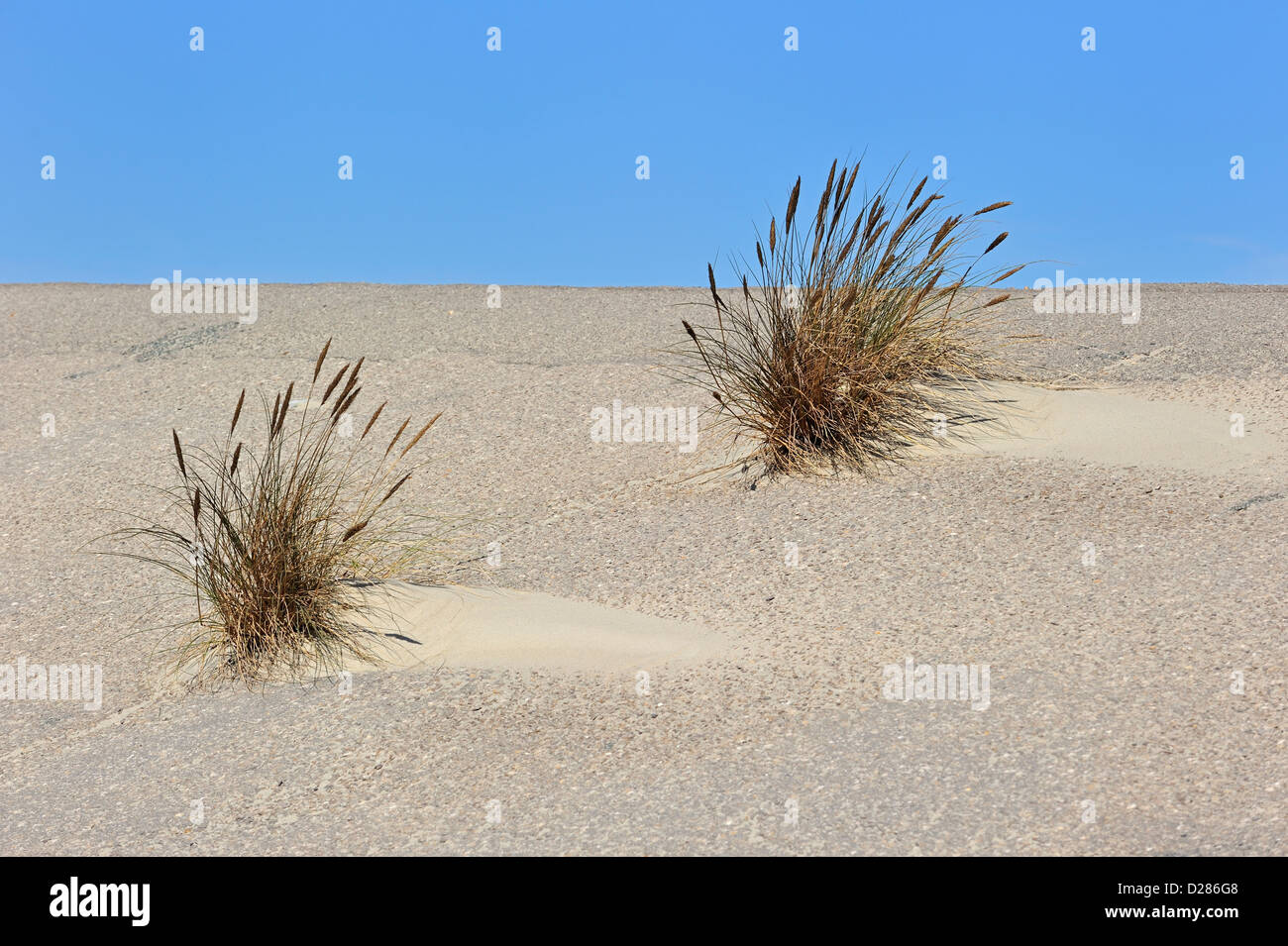 Marram europea erba / beachgrass (Ammophila arenaria) cresce come specie pioniere sulla diga lungo la costa del Mare del Nord Foto Stock