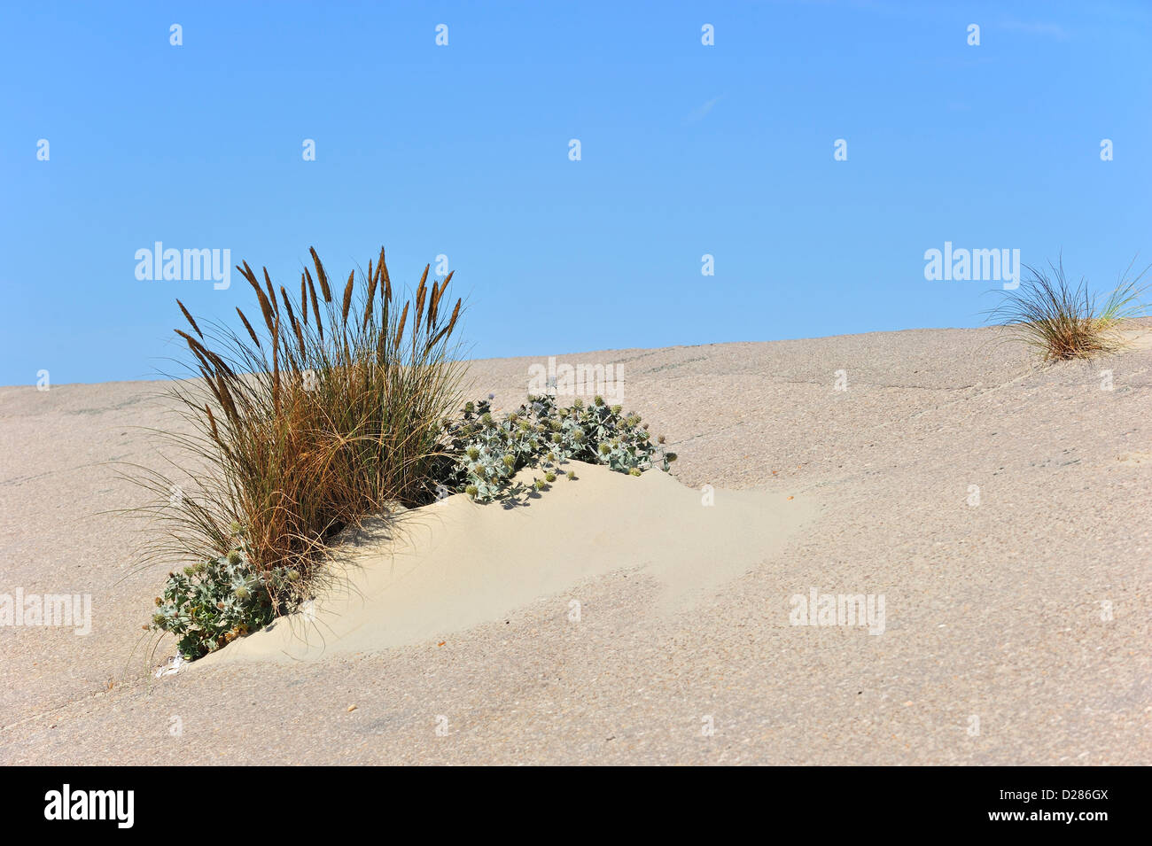 Marram europea erba / beachgrass (Ammophila arenaria) e Mare holly (Eryngium maritimum) cresce come specie pioniere sulla diga Foto Stock