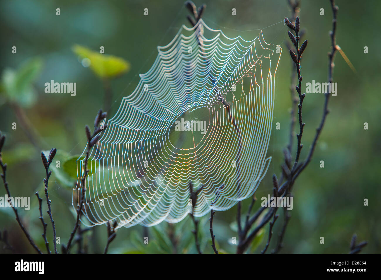 Rugiada di mattina su una tela di ragno sul laghetto di Spencer nel Maine. Foto Stock
