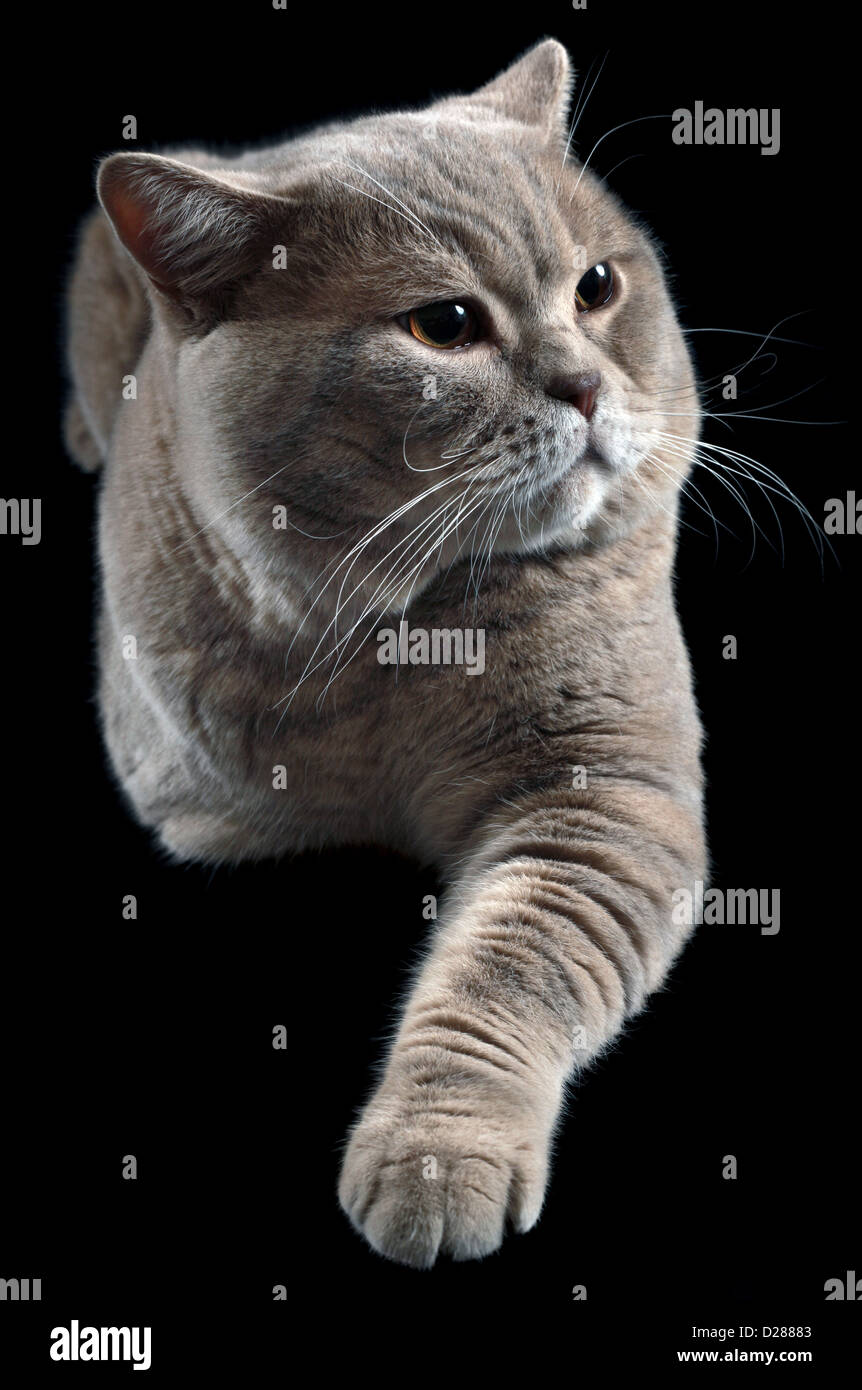 British Shorthair Cat isolati su sfondo nero Foto Stock