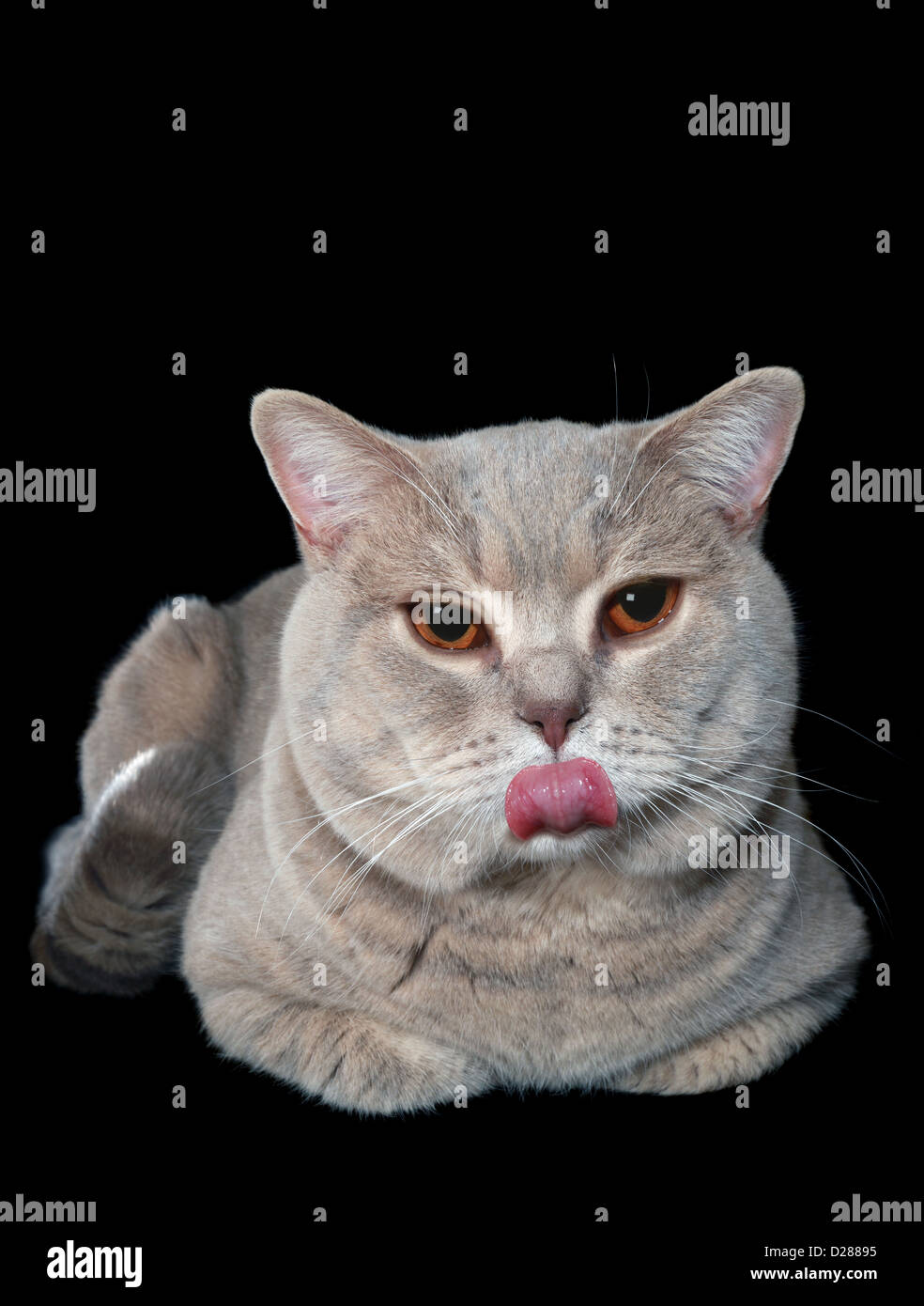 Deridono British Shorthair Cat isolati su sfondo nero Foto Stock