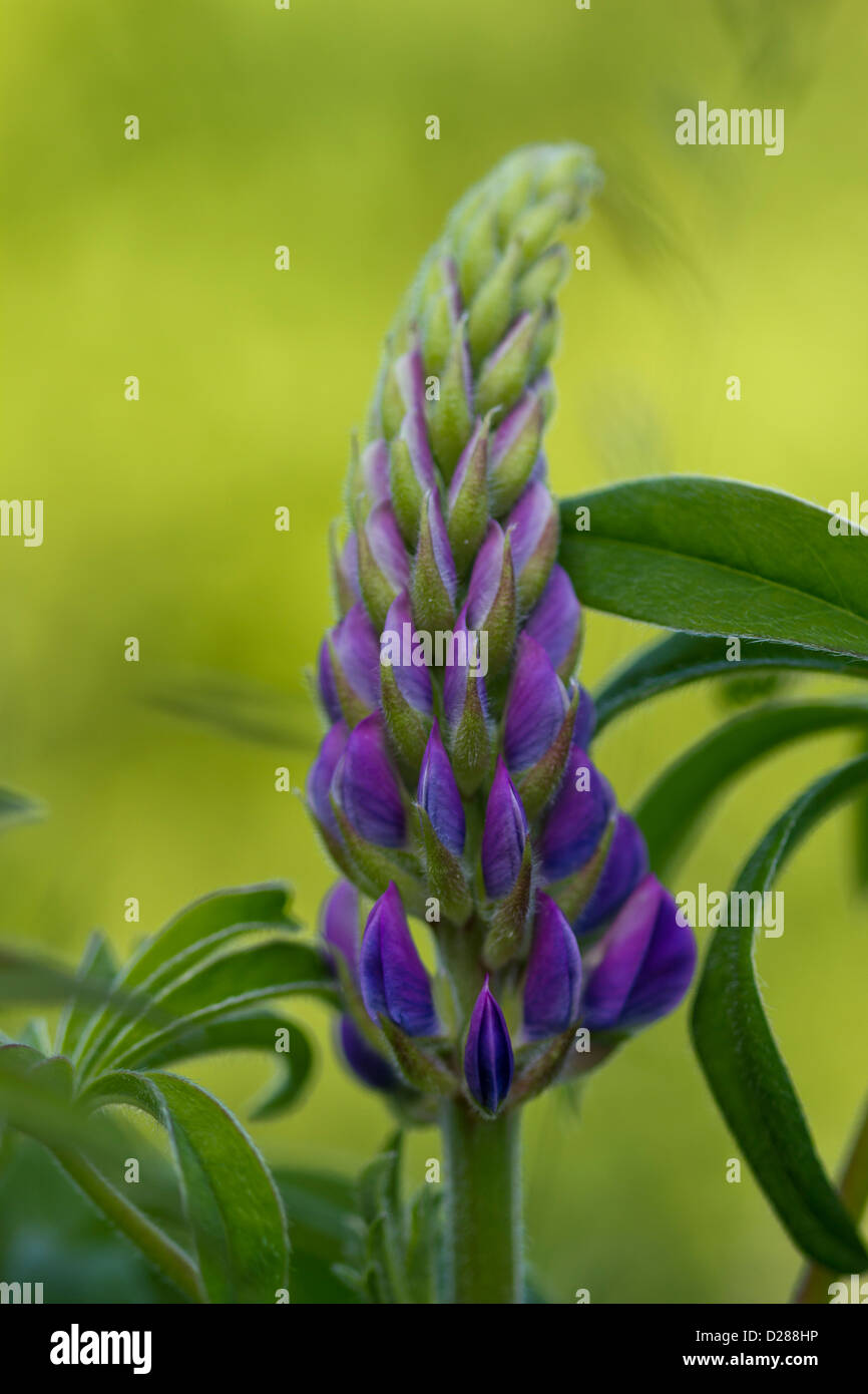Close-Up di Lupin Foto Stock