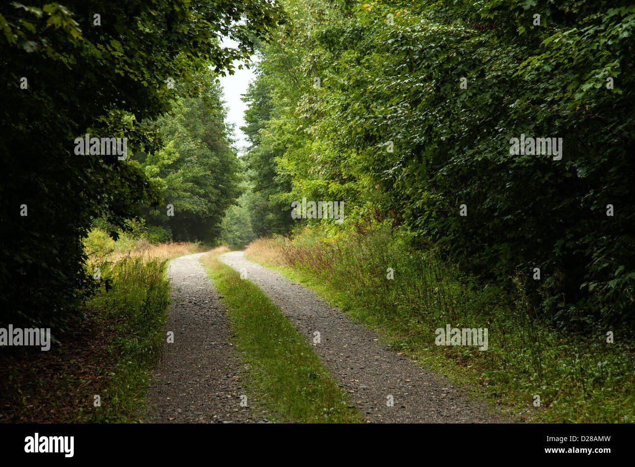 Un vuoto che la strada nel nord del bosco del Maine. Foto Stock