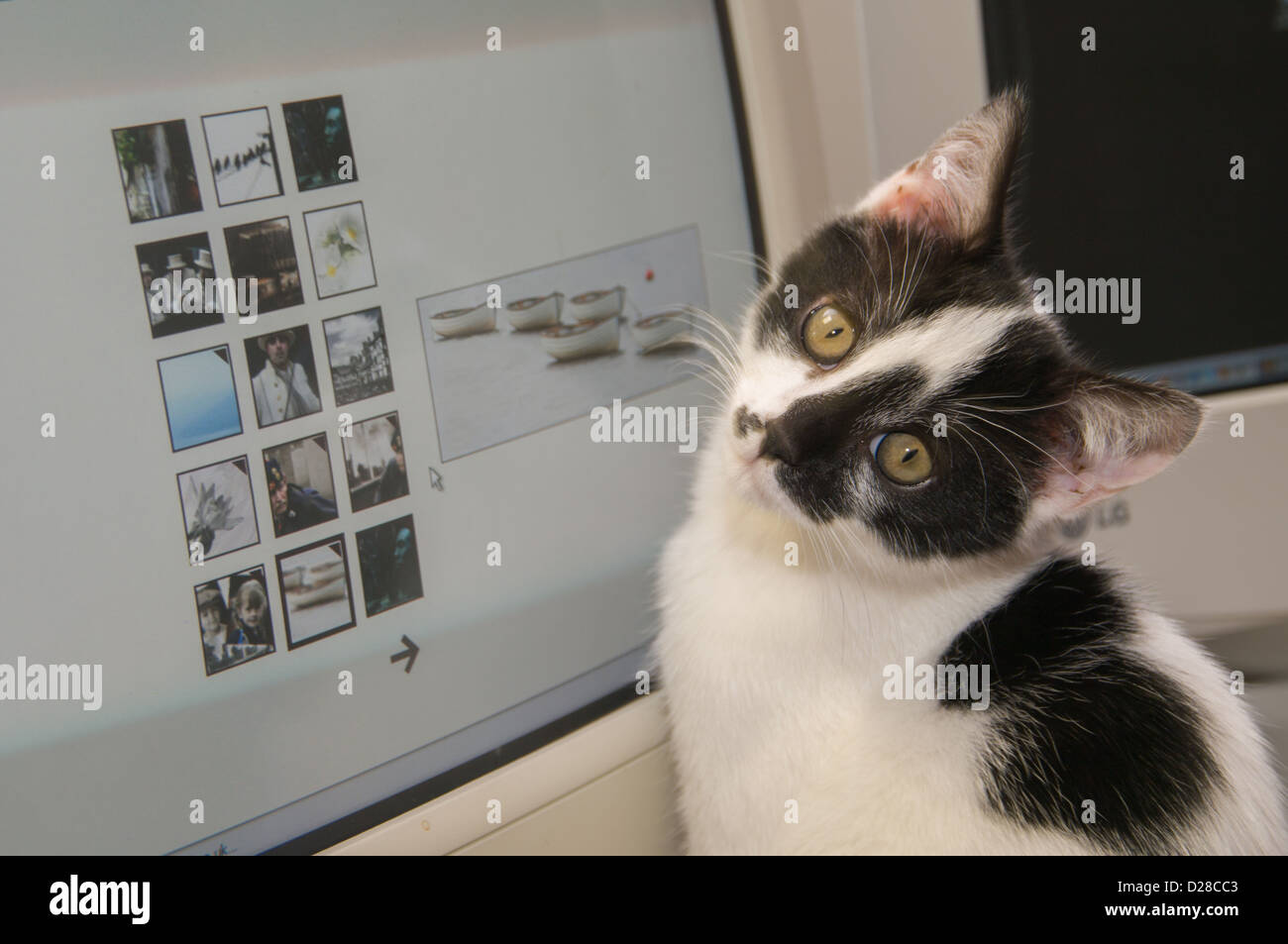 Bianco e nero cat dal monitor Foto Stock