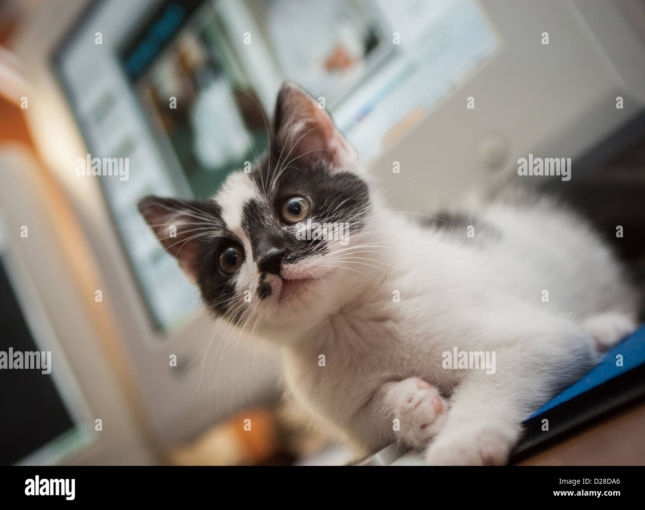 Bianco e nero cat, seduto sulla tastiera Foto Stock