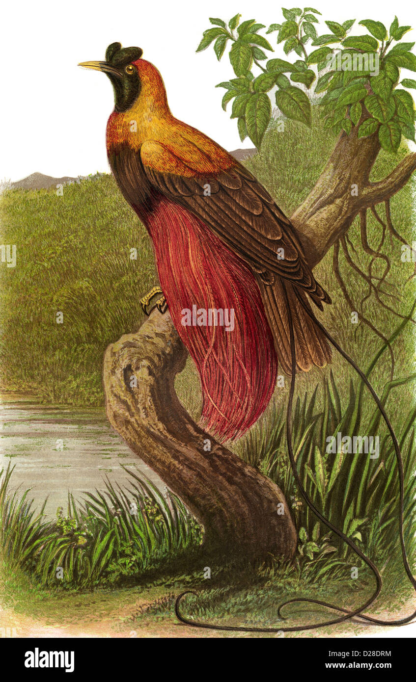 BIRD OF PARADISE litografia ad alta risoluzione Illustrazione di un colore vittoriano antiquario Piatto da 1860's Cassell's Book of Birds RUBINO UCCELLO DI PARADISO Foto Stock