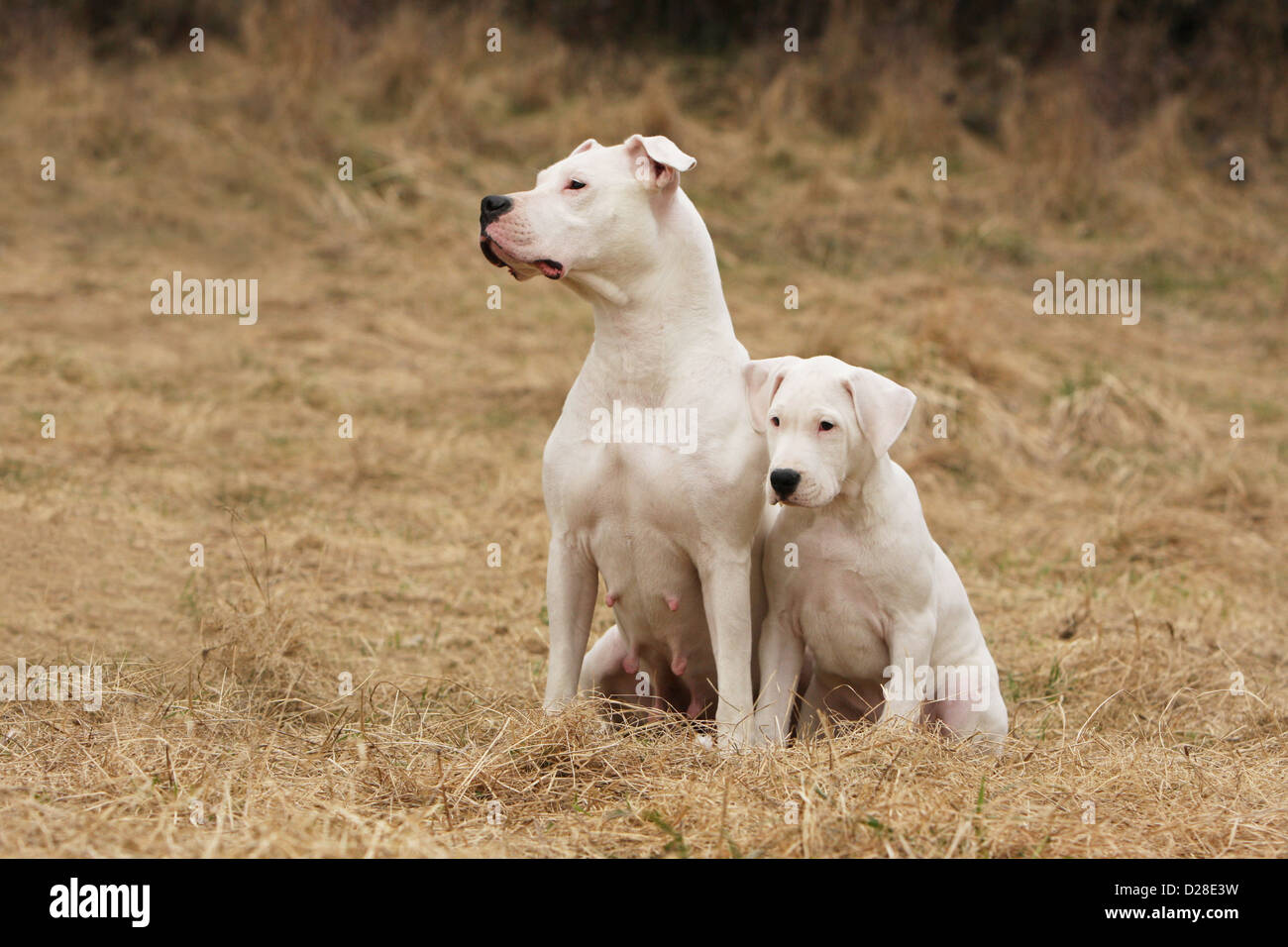 Cane Dogo Argentino / Dogue Argentin (naturale le orecchie) adulto e  cucciolo di seduta Foto stock - Alamy