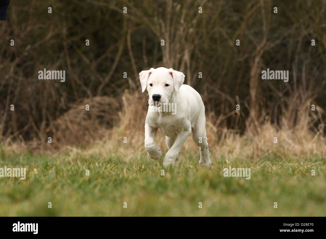 Cane Dogo Argentino / Dogue Argentin (naturale le orecchie) cucciolo camminano Foto Stock