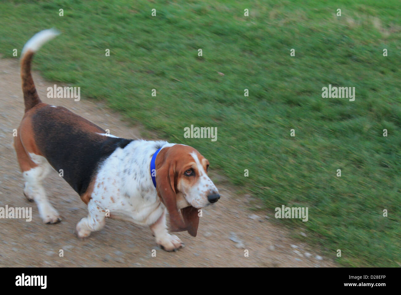 Oltre il parco locale. Una foto di un simpatico cane! Foto Stock