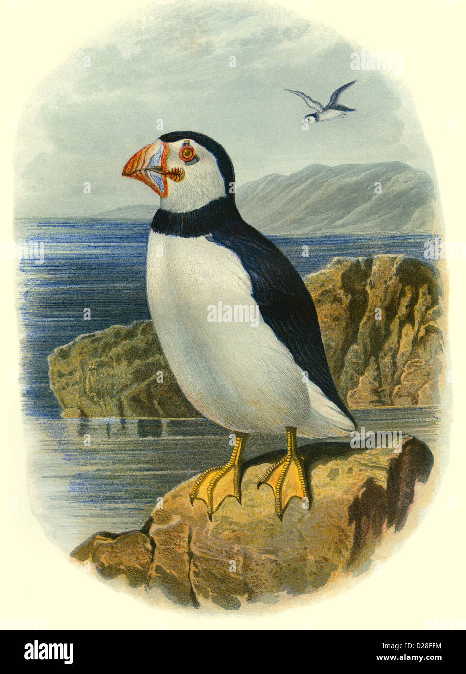 Artico Puffin alta risoluzione illustrazione litografia di antico colore vittoriano Piatto del libro degli uccelli di Cassell del 1860 con Puffin artico Foto Stock