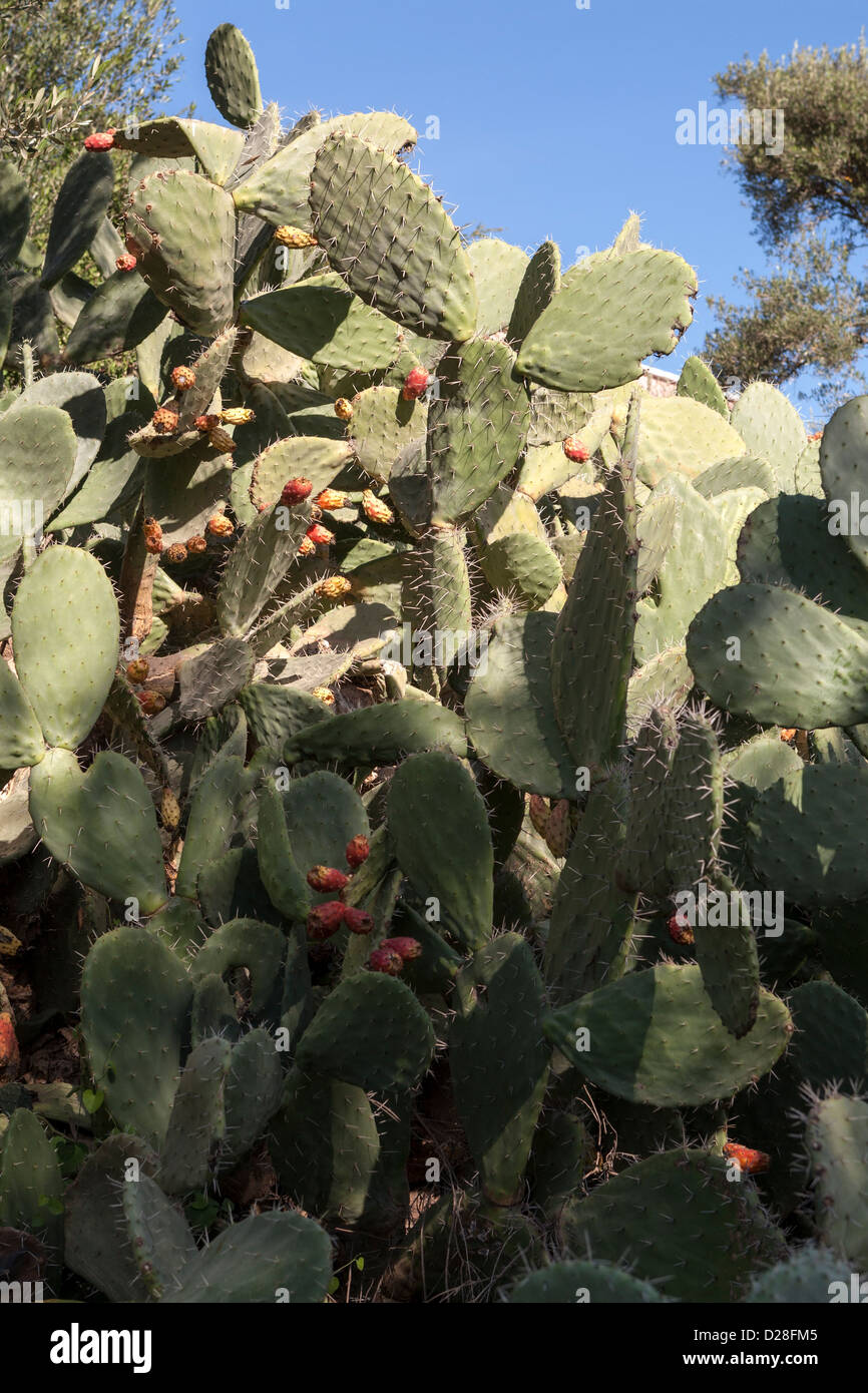 Opuntia, aka pera di prickly, Cactus che porta la frutta, Villaggio berbero delle montagne dell'Alto Atlante, Taroudant, Marocco Foto Stock