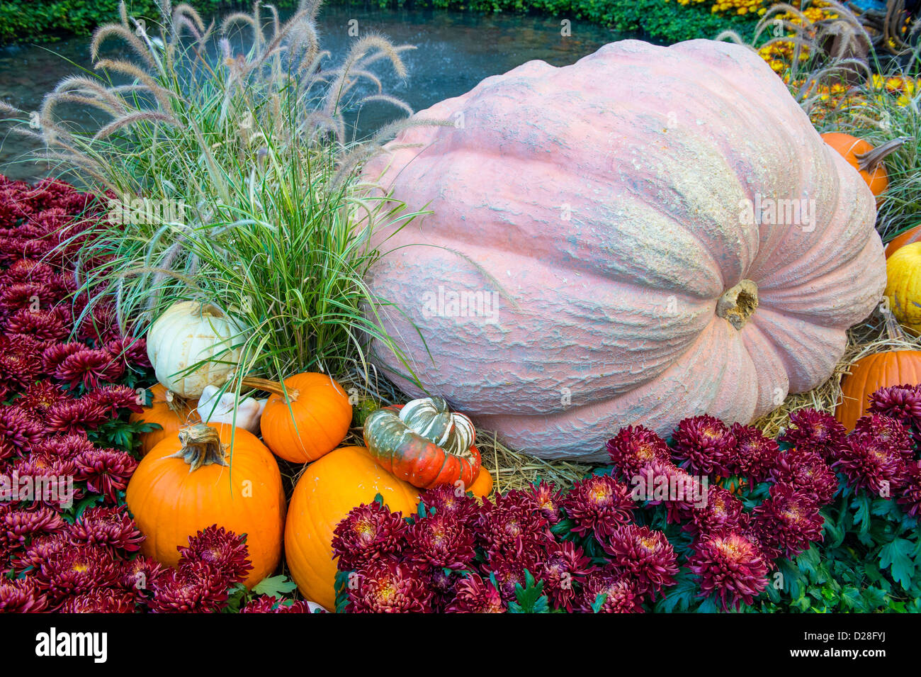 Una varietà di zucche colorate Foto Stock