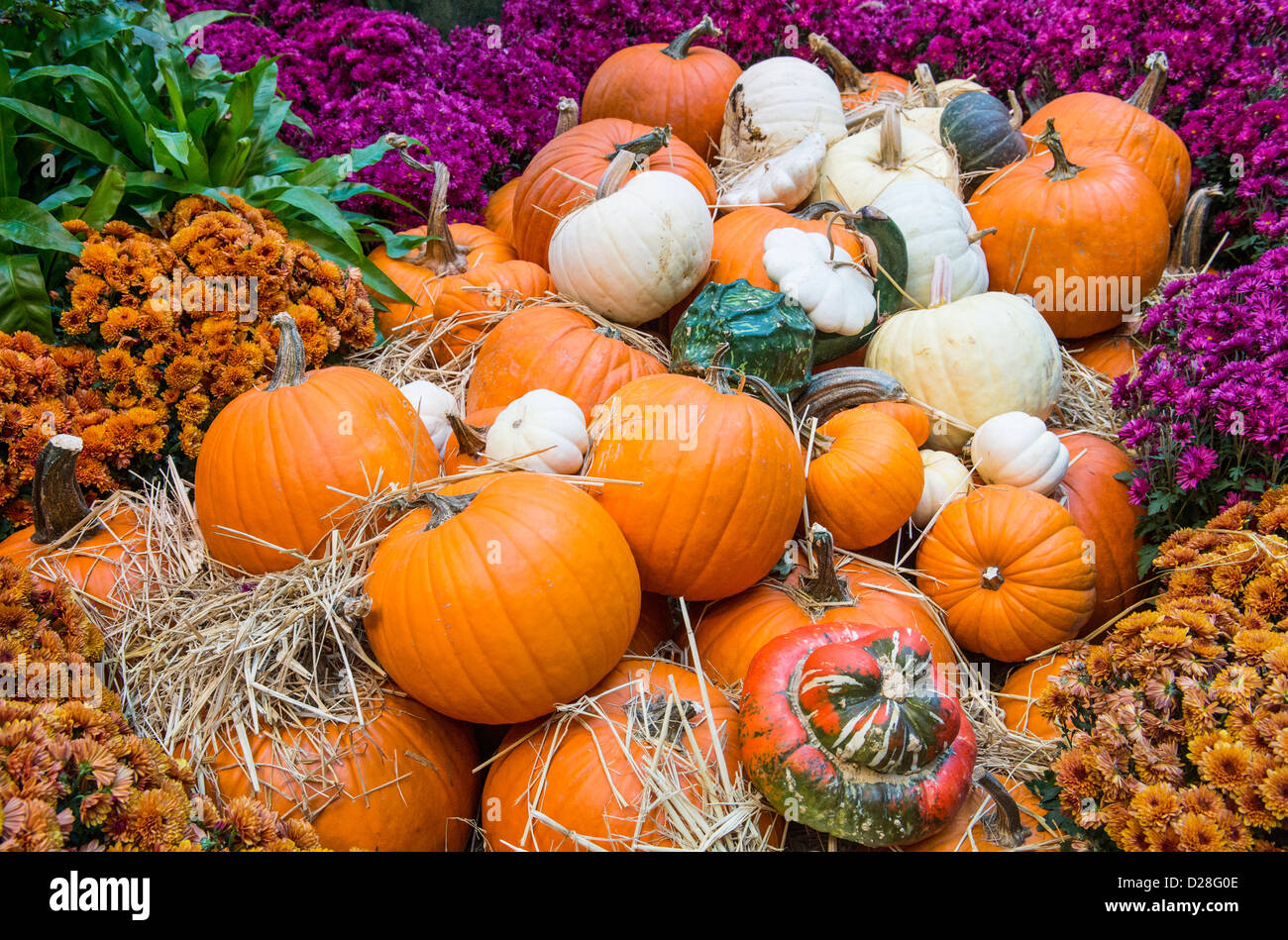 Una varietà di zucche colorate Foto Stock