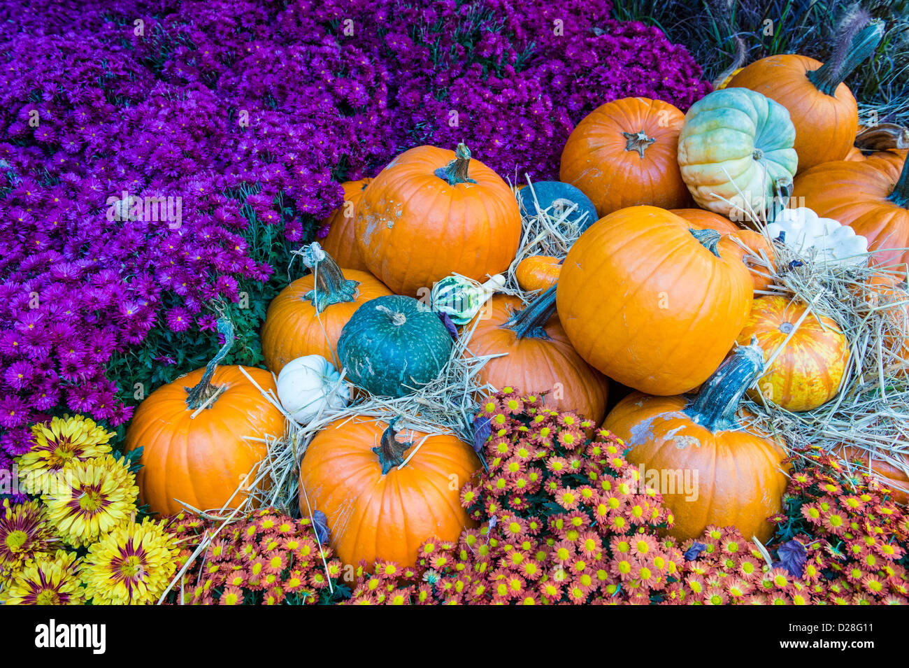 Una varietà di zucche colorate Foto Stock