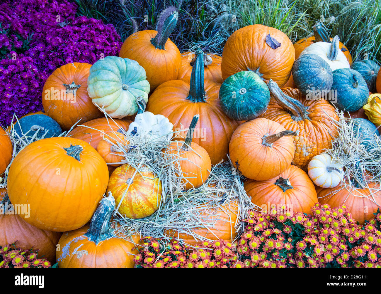 Una varietà di zucche colorate Foto Stock