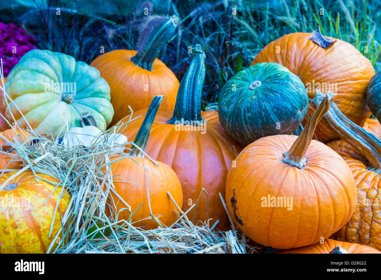 Una varietà di zucche colorate Foto Stock