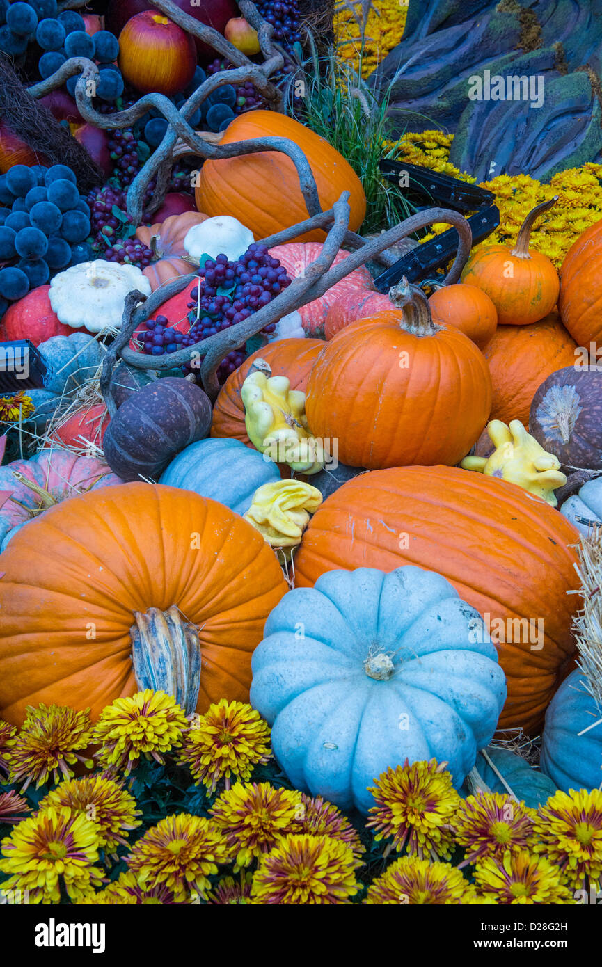 Una varietà di zucche colorate Foto Stock