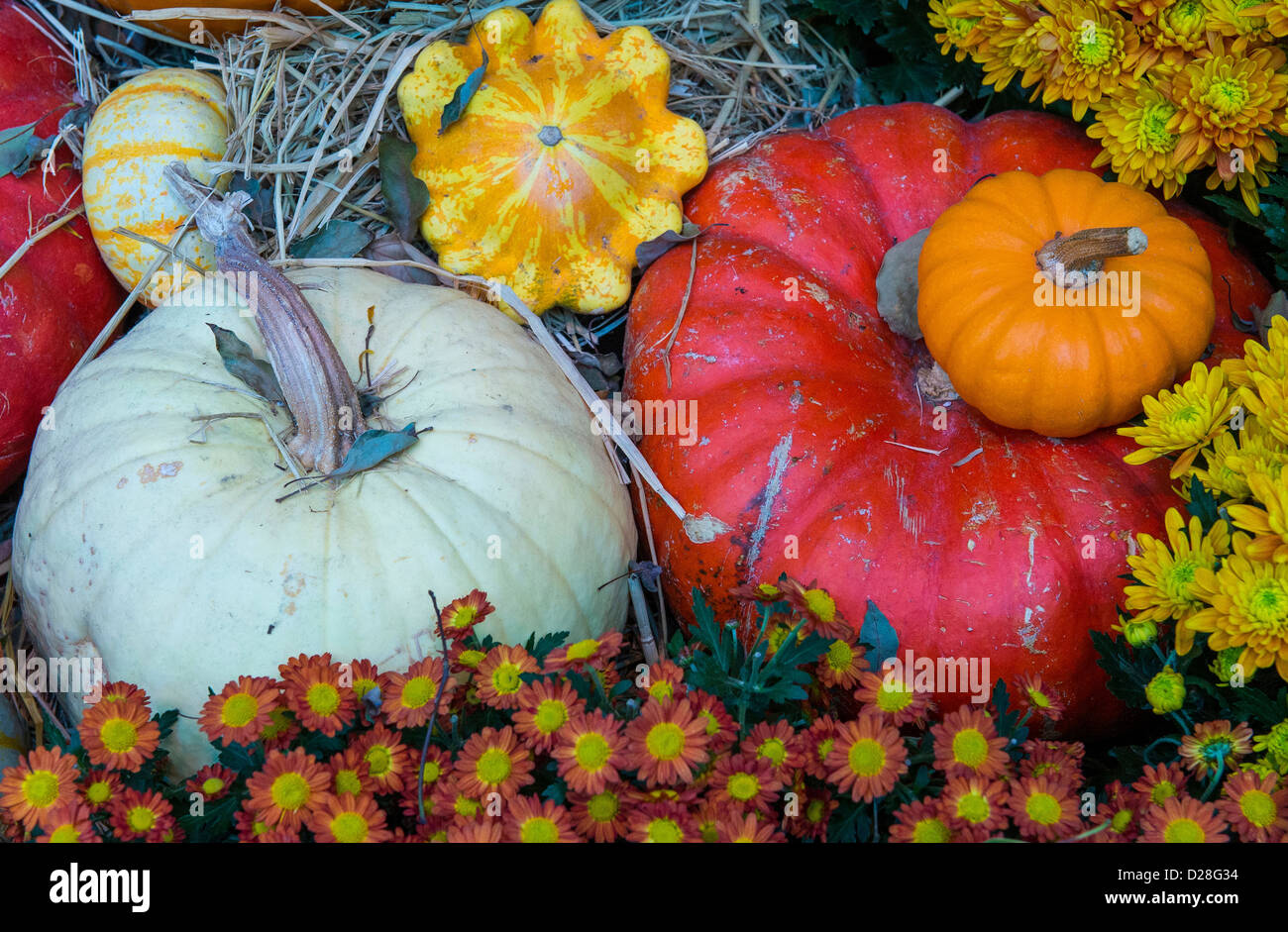 Una varietà di zucche colorate Foto Stock