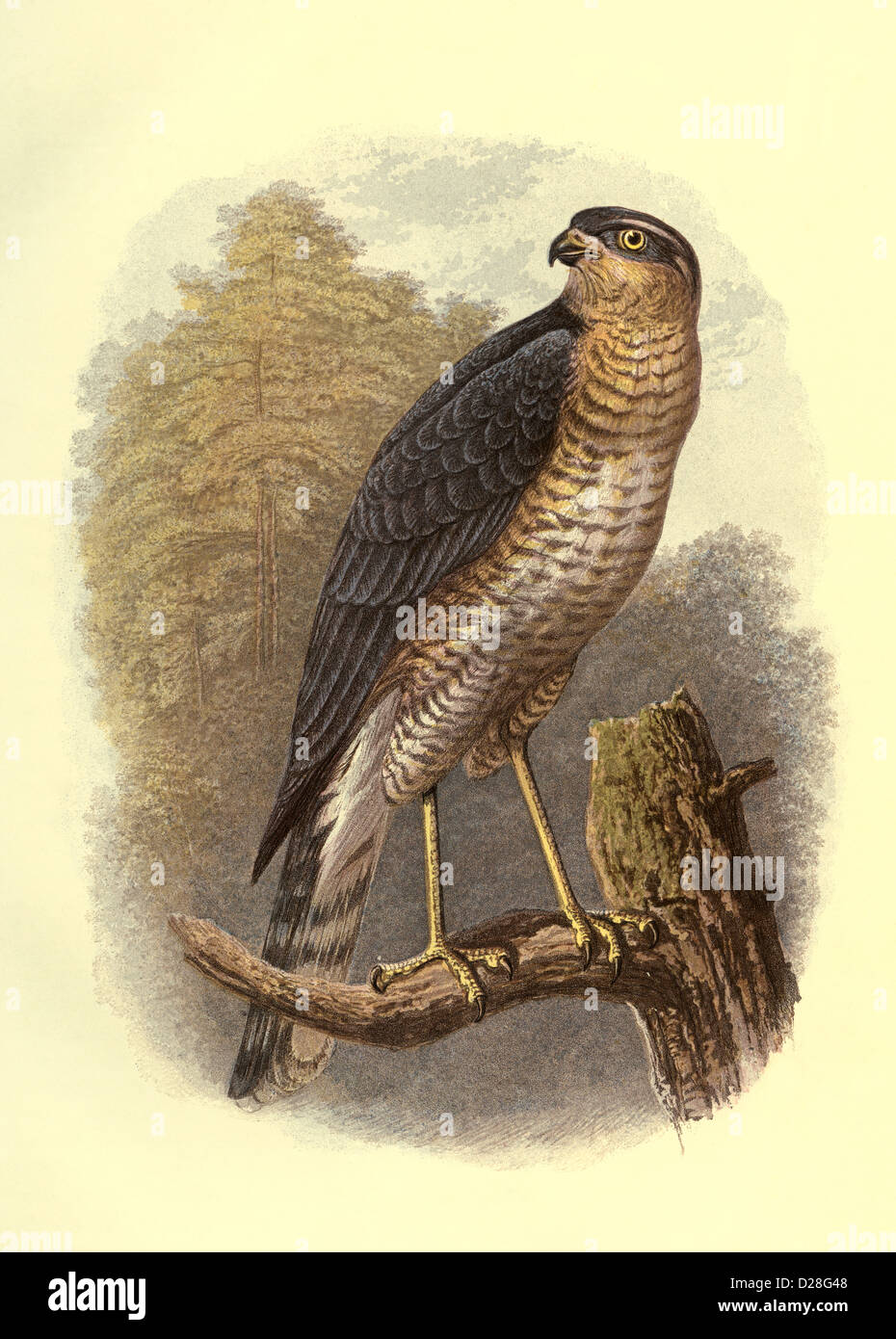 Alta risoluzione di scansione avanzata di ' Sparviero '' Foto Stock