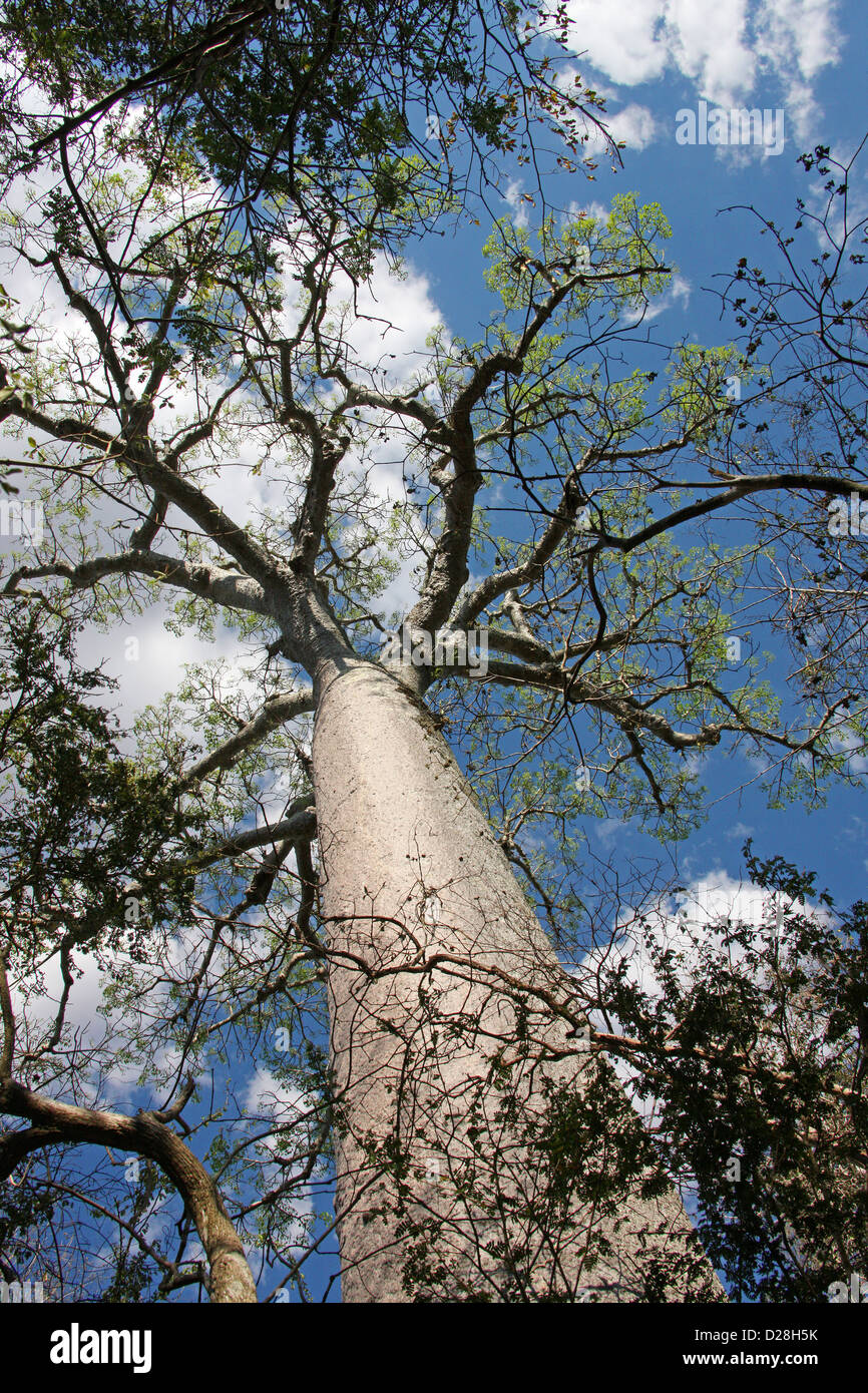 Madagascan Baobab, Adansonia madagascariensis, Bombacoideae, Malvaceae. Zombitse Vohibasia Parco nazionale del Madagascar. Foto Stock